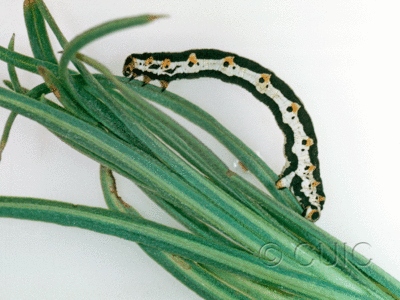 lateral view of larva Meris suffusaria on Penstemon in USA: AZ