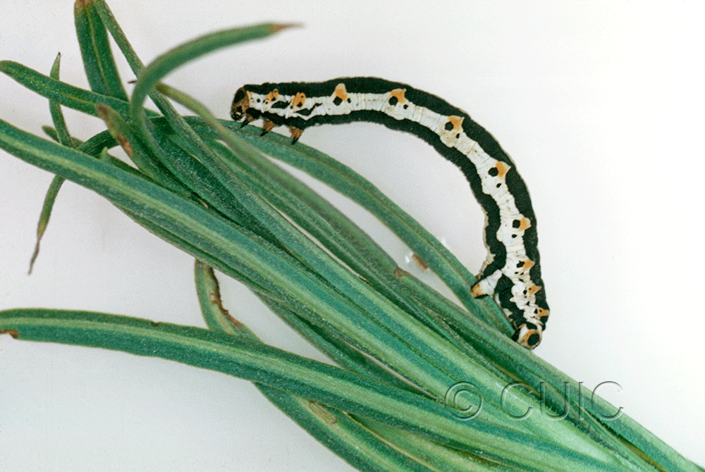 lateral view of larva Meris suffusaria on Penstemon in USA: AZ
