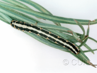 dorsal view of larva Meris suffusaria