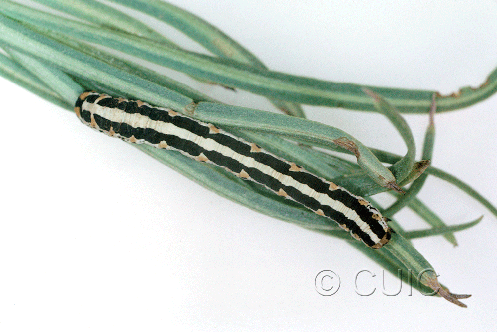 dorsal view of larva Meris suffusaria