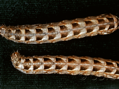 dorsal view of larva Metalepsis salicarum on Taraxacum officinale in USA: NY