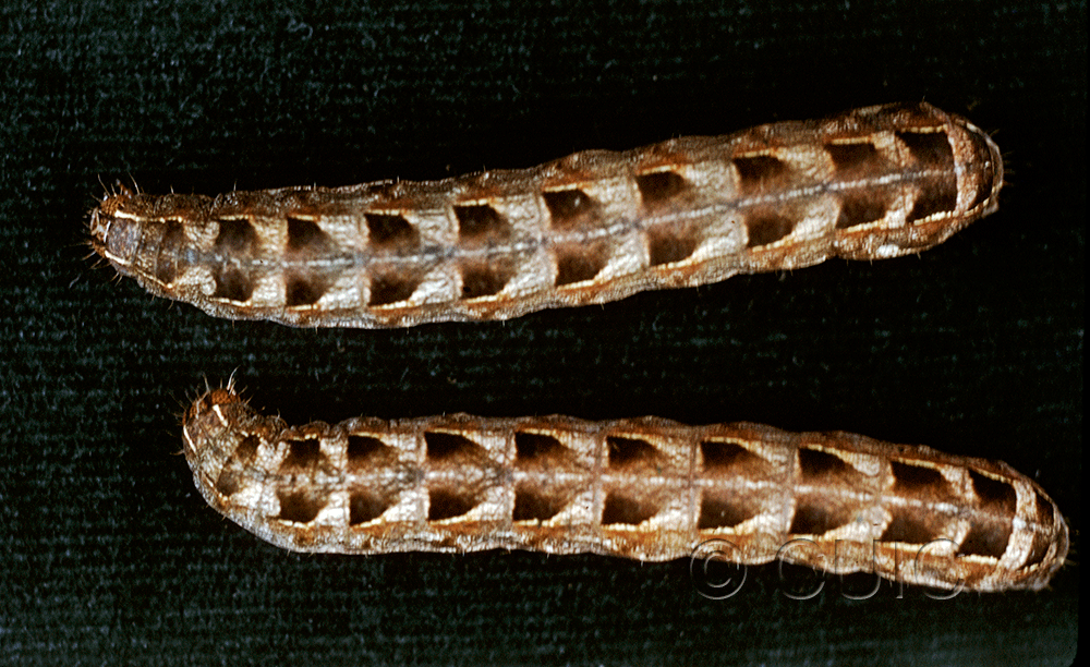 dorsal view of larva Metalepsis salicarum on Taraxacum officinale in USA: NY