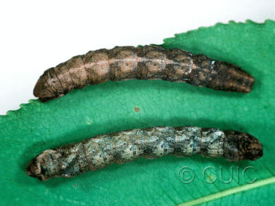 dorsal / ventral view of larva Metarranthis duaria on Prunus serotina in USA: NY