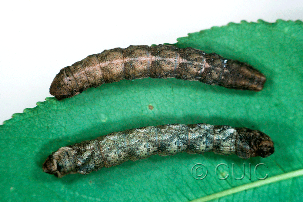 dorsal / ventral view of larva Metarranthis duaria on Prunus serotina in USA: NY