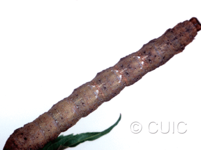 dorsal view of larva Metarranthis lateritaria on Viburnum lentago in USA: SC