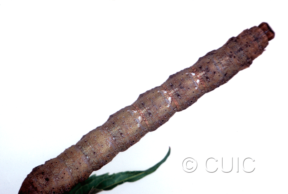 dorsal view of larva Metarranthis lateritaria on Viburnum lentago in USA: SC