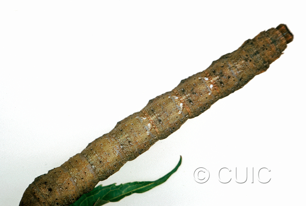 dorsal view of larva Metarranthis lateritaria on Viburnum lentago in USA: SC