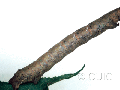 lateral view of larva Metarranthis lateritaria on Viburnum lentago in USA: SC