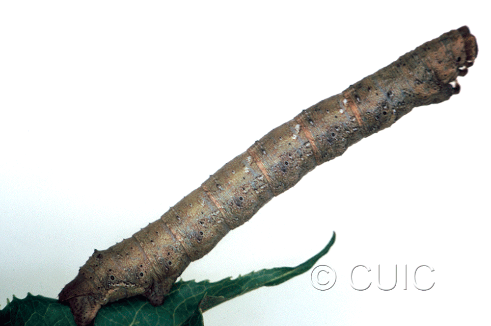 lateral view of larva Metarranthis lateritaria on Viburnum lentago in USA: SC