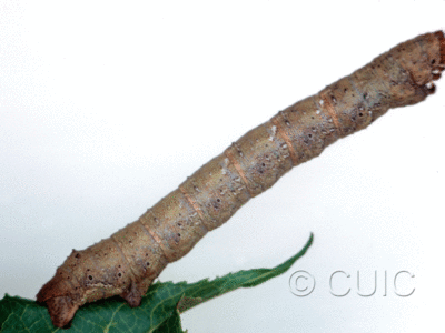 lateral view of larva Metarranthis lateritaria on Viburnum lentago in USA: SC