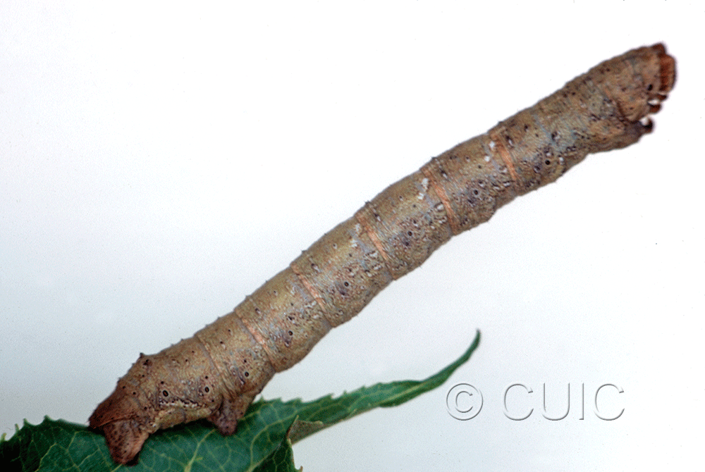 lateral view of larva Metarranthis lateritaria on Viburnum lentago in USA: SC