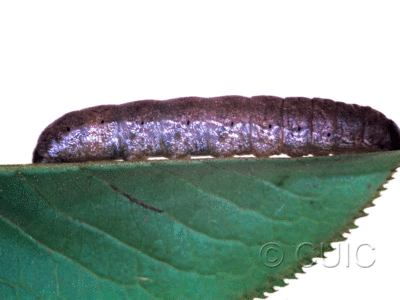 lateral view of larva Metaxaglaea inulta on Viburnum lentago in USA: NY