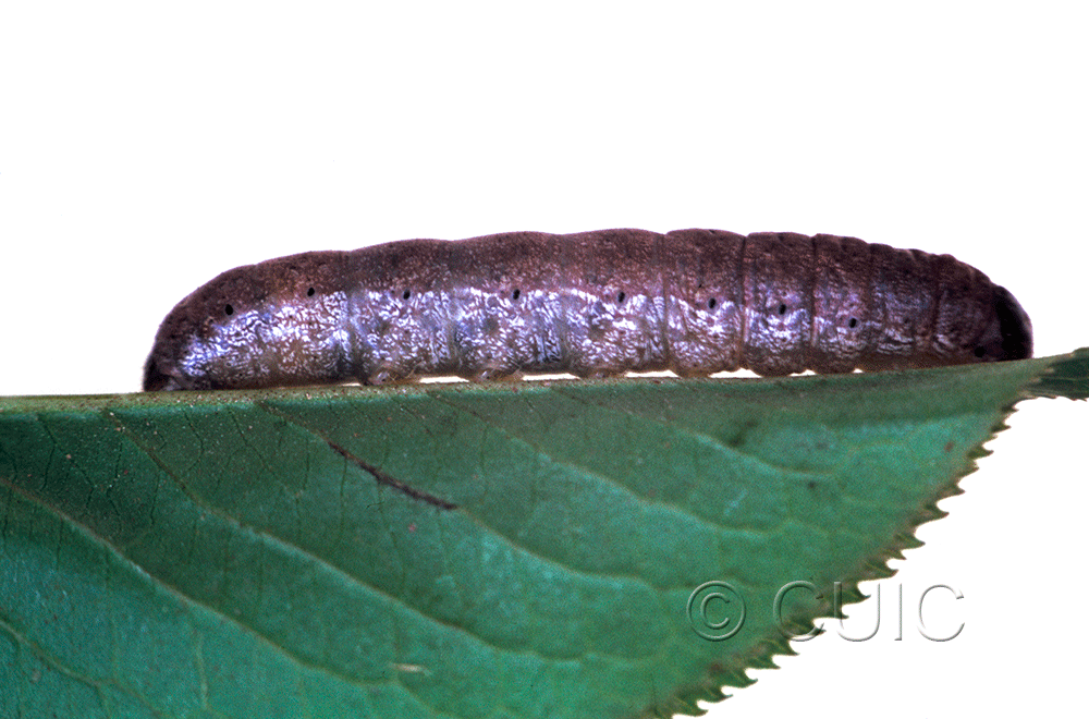 lateral view of larva Metaxaglaea inulta on Viburnum lentago in USA: NY