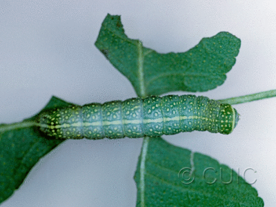 dorsal view of larva Miracavira brillians on Ptelea (wafer-ash) in USA: AZ