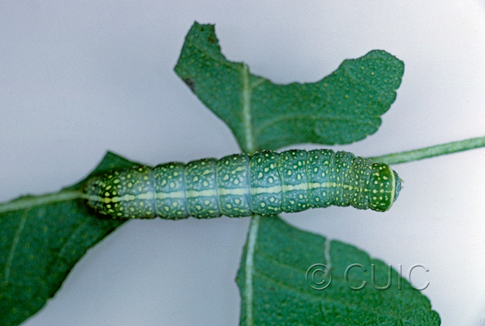 dorsal view of larva Miracavira brillians on Ptelea (wafer-ash) in USA: AZ