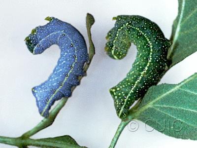 lateral view of larva Miracavira brillians on Ptelea (wafer-ash) in USA: AZ