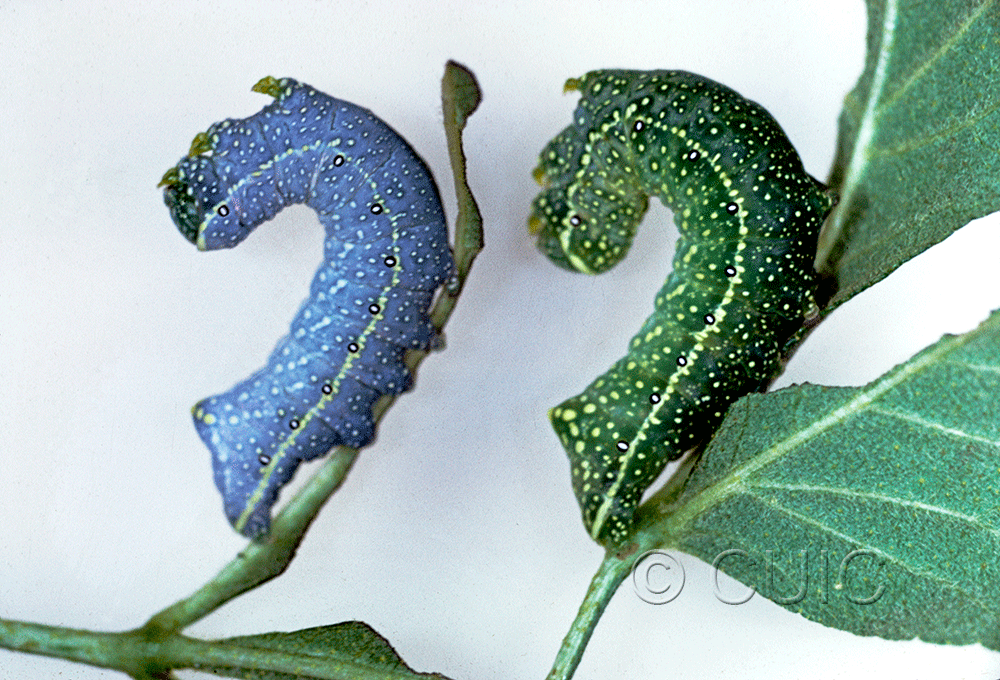lateral view of larva Miracavira brillians on Ptelea (wafer-ash) in USA: AZ