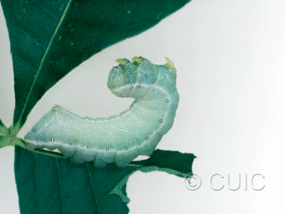 lateral view of larva Miracavira brillians on Ptelea in USA: AZ