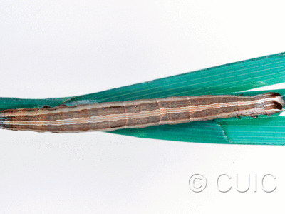 dorsal view of larva Mocis marcida on Dactylis glomeriaria in USA: TX