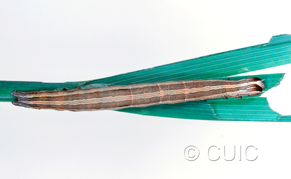 dorsal view of larva Mocis marcida on Dactylis glomeriaria in USA: TX