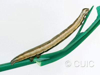 lateral view of larva Mocis marcida on Dactylis glomeriaria in USA: TX