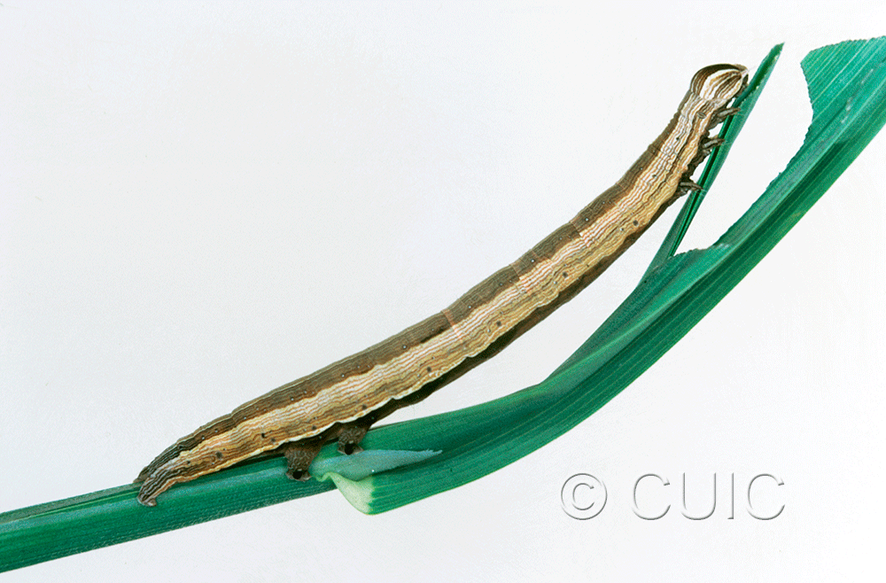 lateral view of larva Mocis marcida on Dactylis glomeriaria in USA: TX