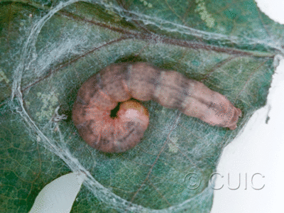 dorsal view of larva Morrisonia confusa on Quercus alba in USA: NY