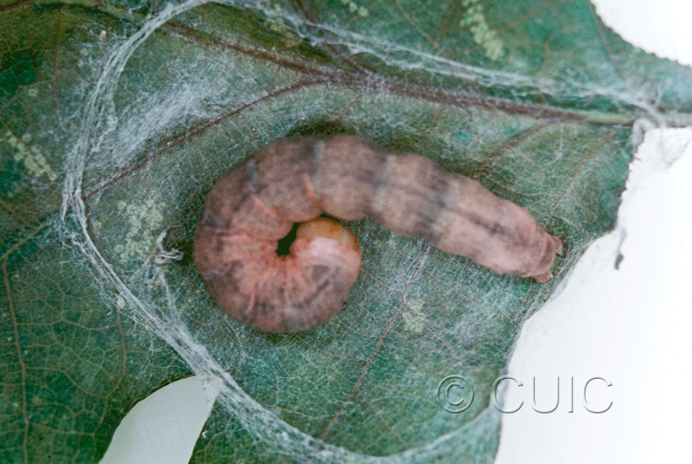 dorsal view of larva Morrisonia confusa on Quercus alba in USA: NY