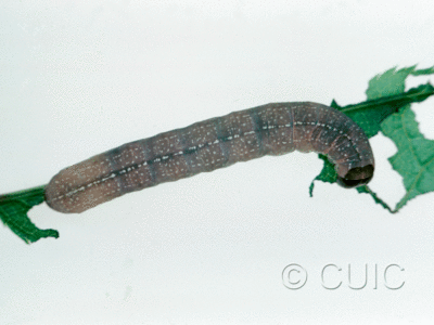 dorsal view of larva Morrisonia evicta on Prunus v. in USA: PA