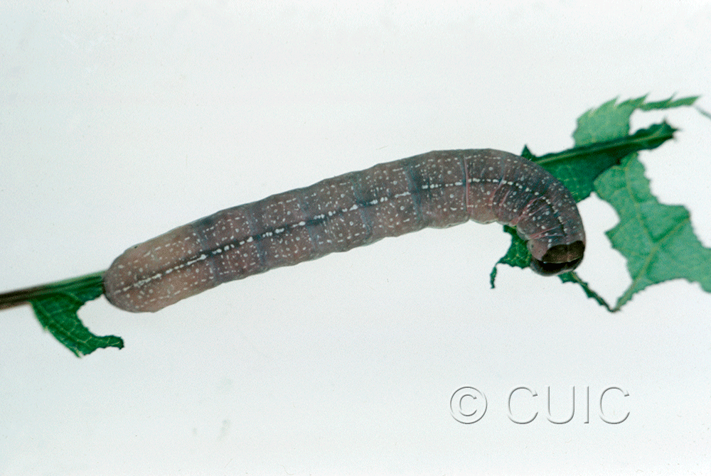 dorsal view of larva Morrisonia evicta on Prunus v. in USA: PA