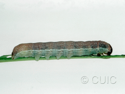 lateral view of larva Morrisonia evicta on Prunus v. in USA: PA