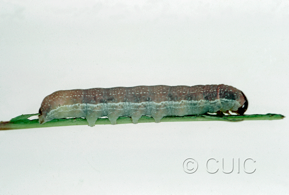lateral view of larva Morrisonia evicta on Prunus v. in USA: PA