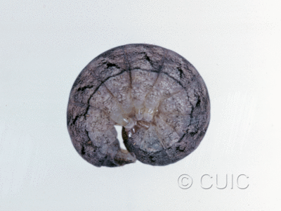 lateral view of larva Morrisonia latex on Betula lenta in USA: PA