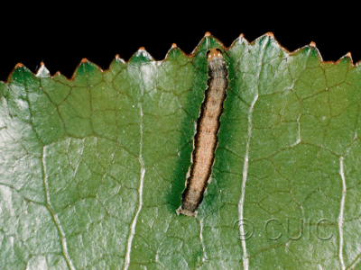 dorsal view of larva Morrisonia mucens