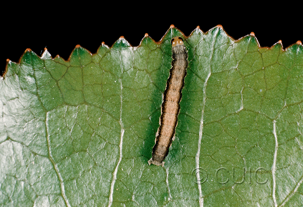 dorsal view of larva Morrisonia mucens