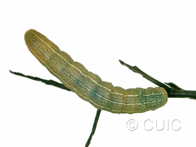 dorsal view of larva Morrisonia mucens on Quercus nigra in USA: SC