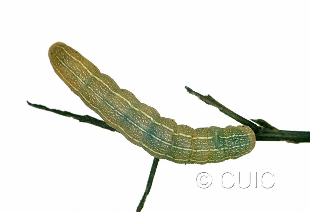 dorsal view of larva Morrisonia mucens on Quercus nigra in USA: SC