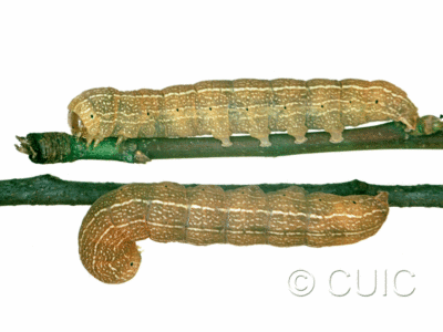 dorsal / lateral view of larva Morrisonia mucens on Quercus nigra in USA: SC