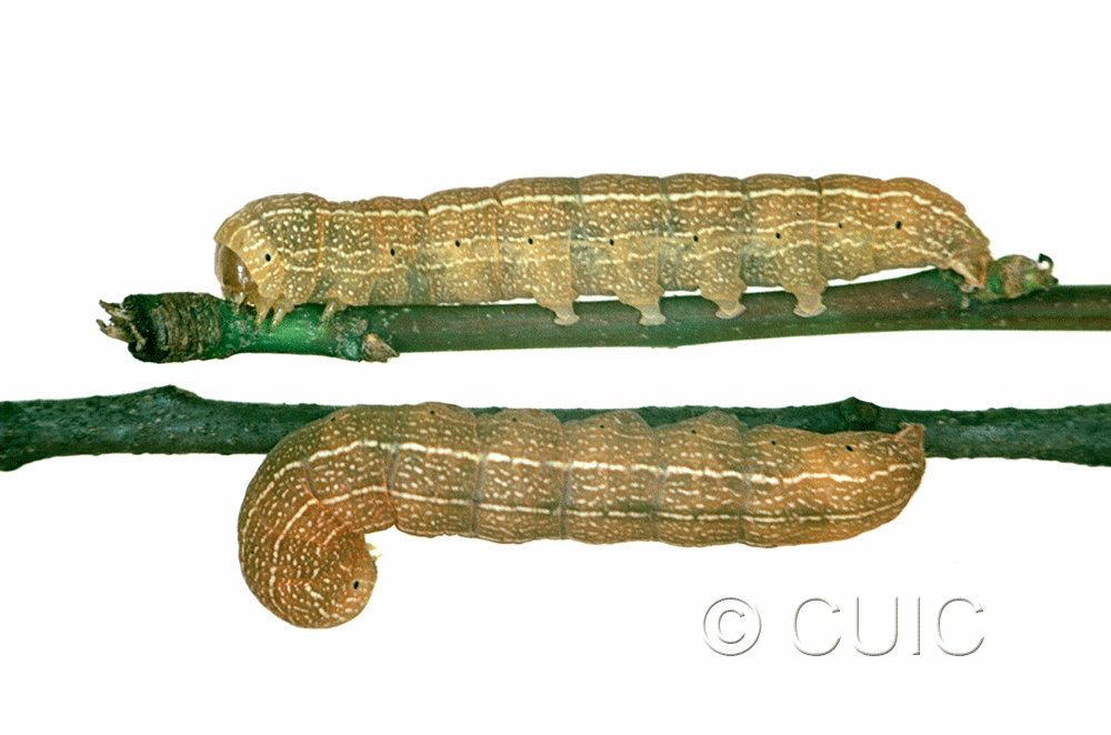 dorsal / lateral view of larva Morrisonia mucens on Quercus nigra in USA: SC