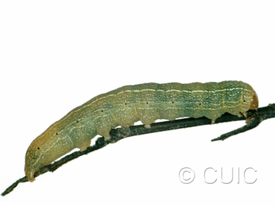 lateral view of larva Morrisonia mucens on Quercus nigra in USA: SC