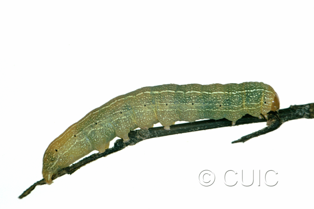 lateral view of larva Morrisonia mucens on Quercus nigra in USA: SC