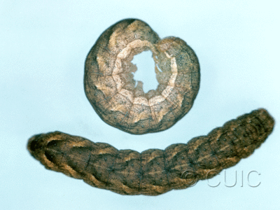 dorsal / lateral view of larva Morrisonia passa type