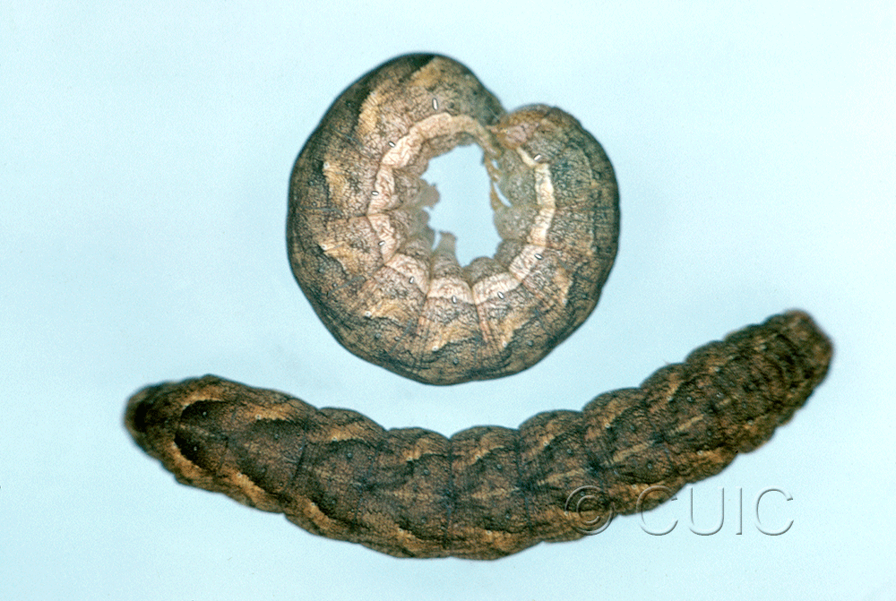 dorsal / lateral view of larva Morrisonia passa type