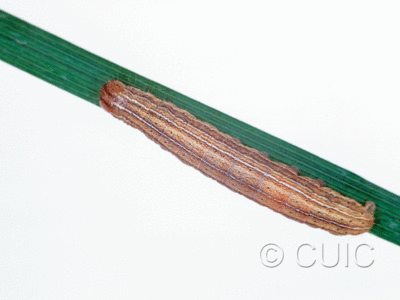 dorsal view of larva Mythimna oxygala on grasses in Mont