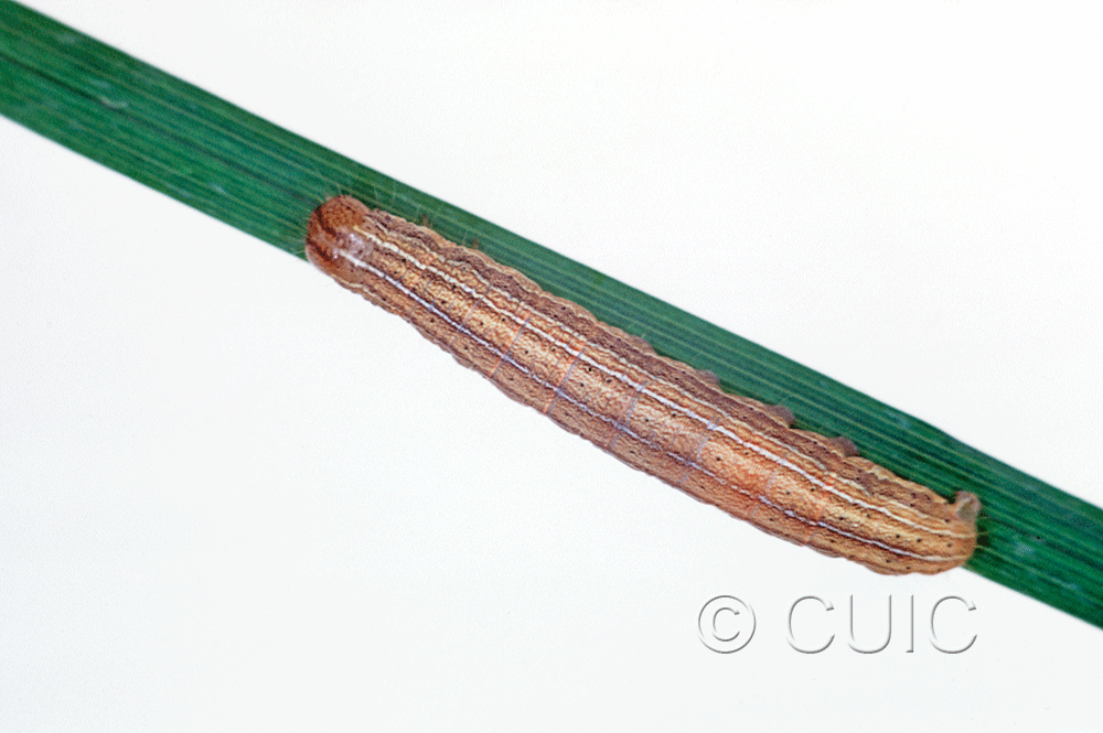 dorsal view of larva Mythimna oxygala on grasses in Mont