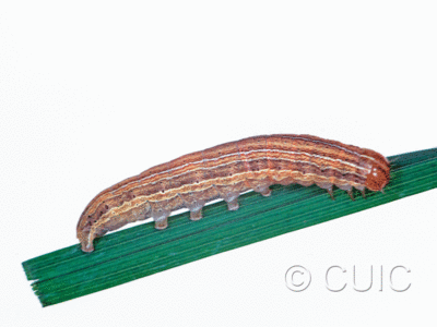 lateral view of larva Mythimna oxygala on grasses in Mont