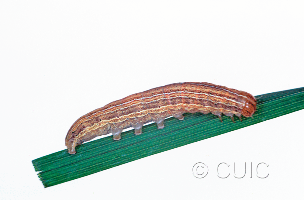 lateral view of larva Mythimna oxygala on grasses in Mont