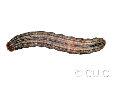 dorsal view of larva Mythimna oxygala on Taraxacum in Mont