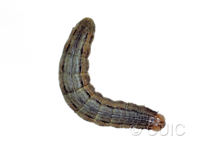 dorsal view of larva Mythimna unipuncta on grasses in USA: NY