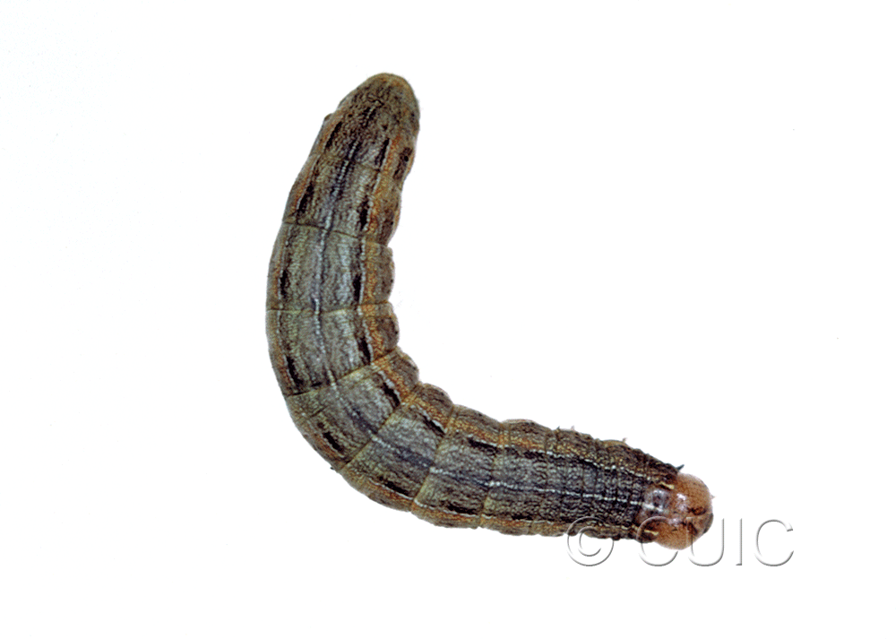 dorsal view of larva Mythimna unipuncta on grasses in USA: NY